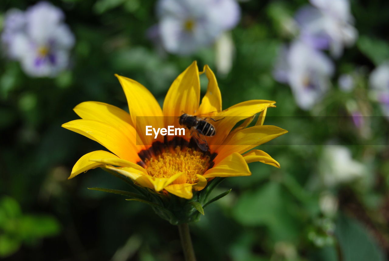 Close-up of bee on gazania