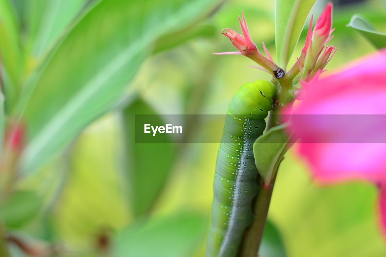 Close-up of caterpillar on plant