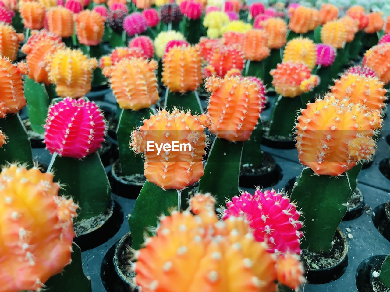 Close-up of orange flowering plants