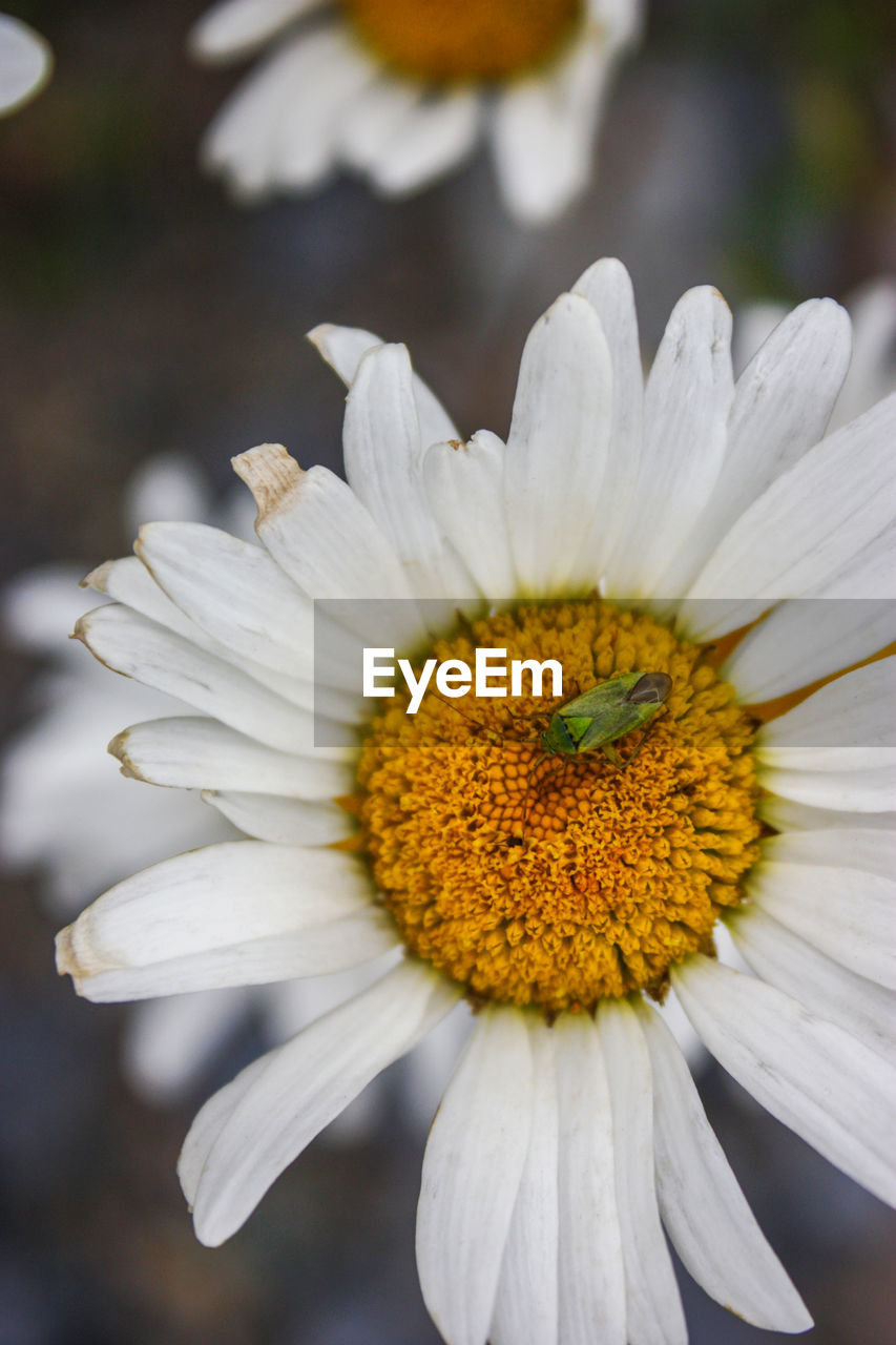 Close-up of yellow flower blooming outdoors