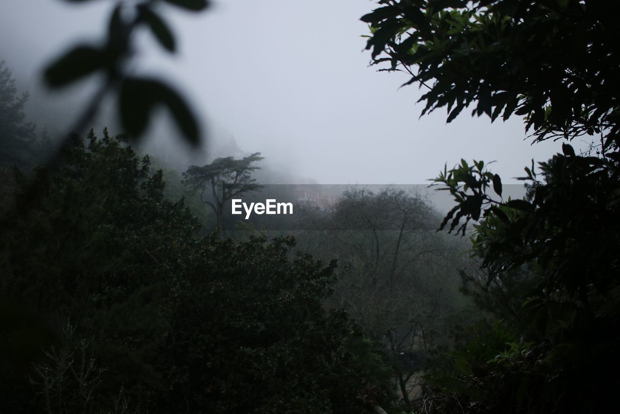 TREES AND PLANTS IN FOREST