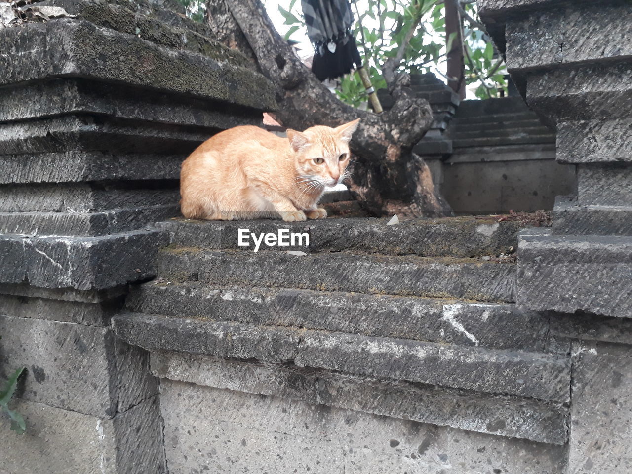 CAT SITTING ON STAIRCASE