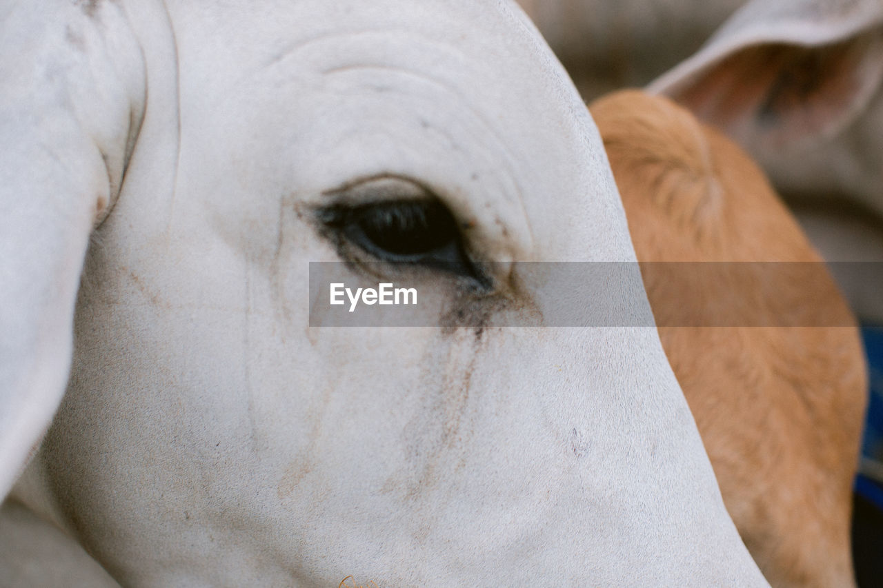 CLOSE-UP OF ANIMAL EYE