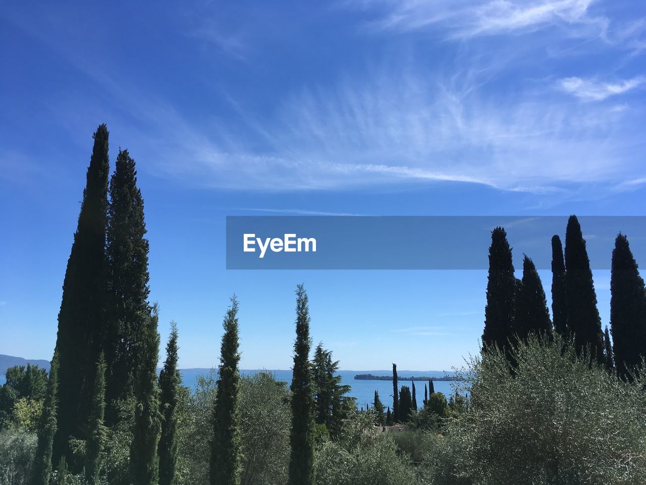 Panoramic shot of trees on landscape against blue sky