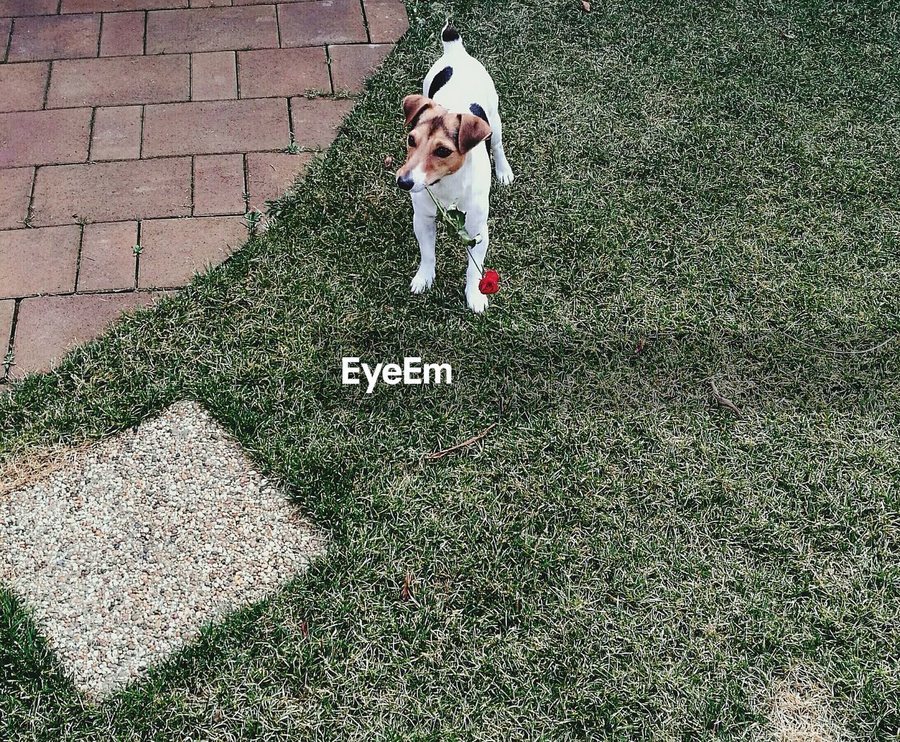 High angle view of jack russell terrier standing on grassy field