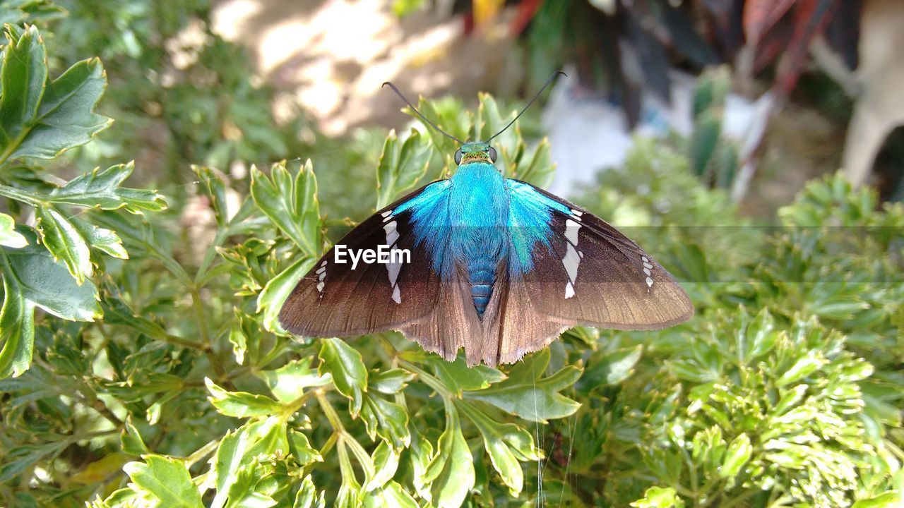 CLOSE-UP OF BUTTERFLY PERCHING ON TREE AGAINST BLUE SKY