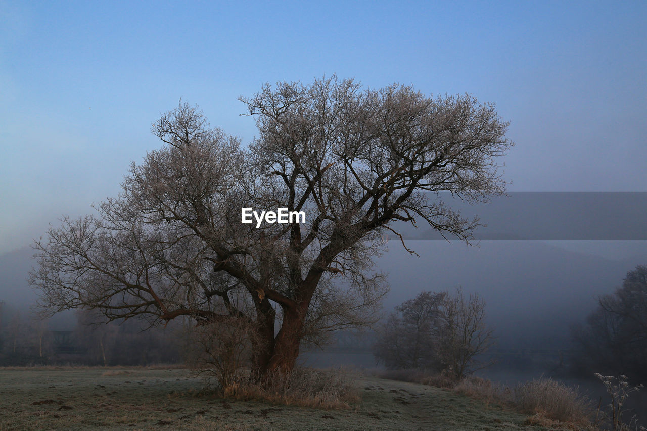 Bare tree on field against sky