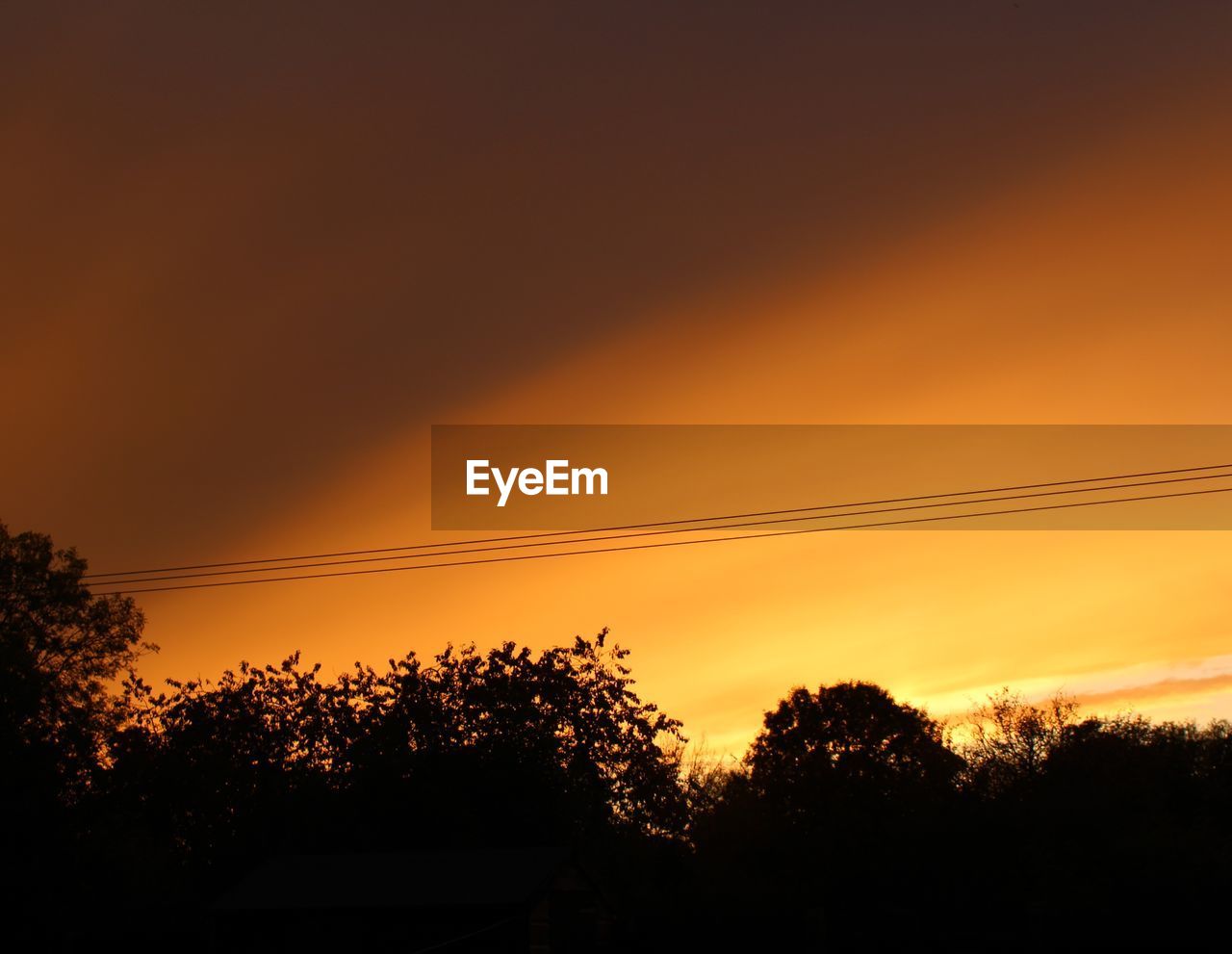 SILHOUETTE OF TREES AT SUNSET