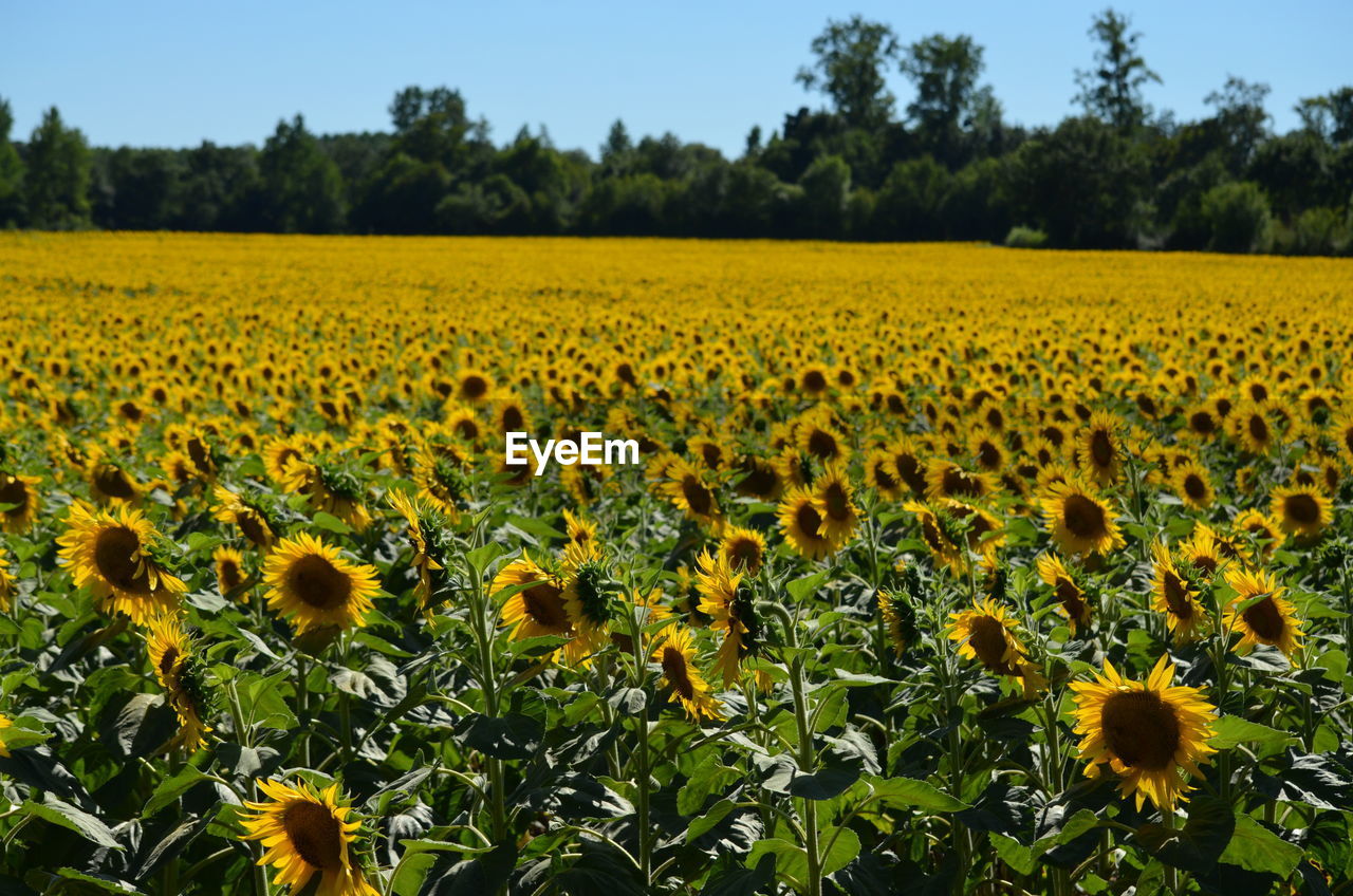 Close-up of sunflower field