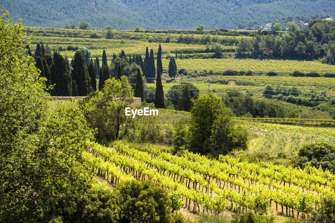 Vineyards in the spring in the subirats wine region in the province of barcelona