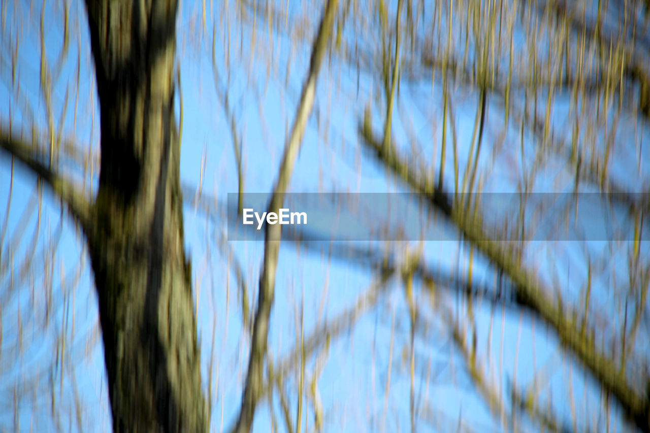 CLOSE-UP LOW ANGLE VIEW OF TREE AGAINST SKY