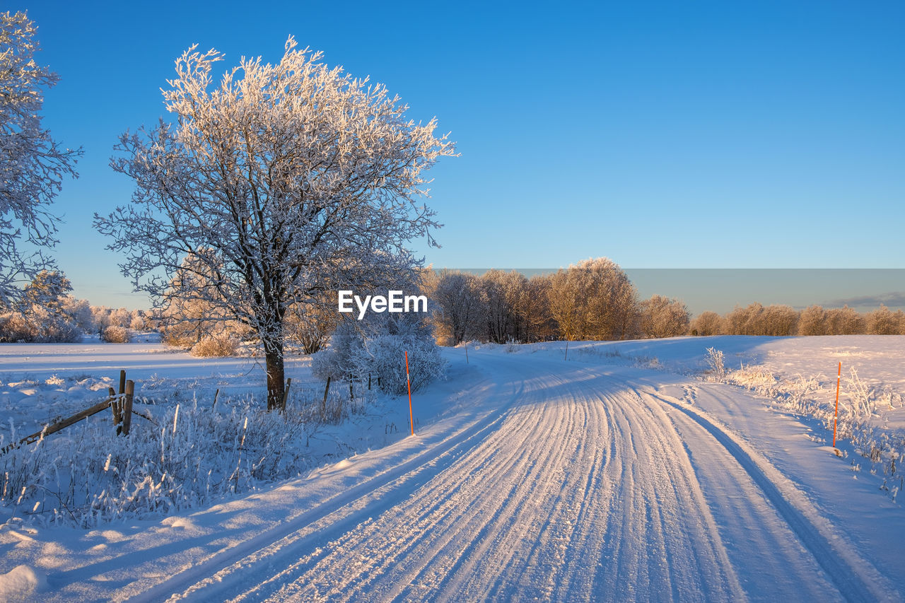 Trees on field against sky during winter