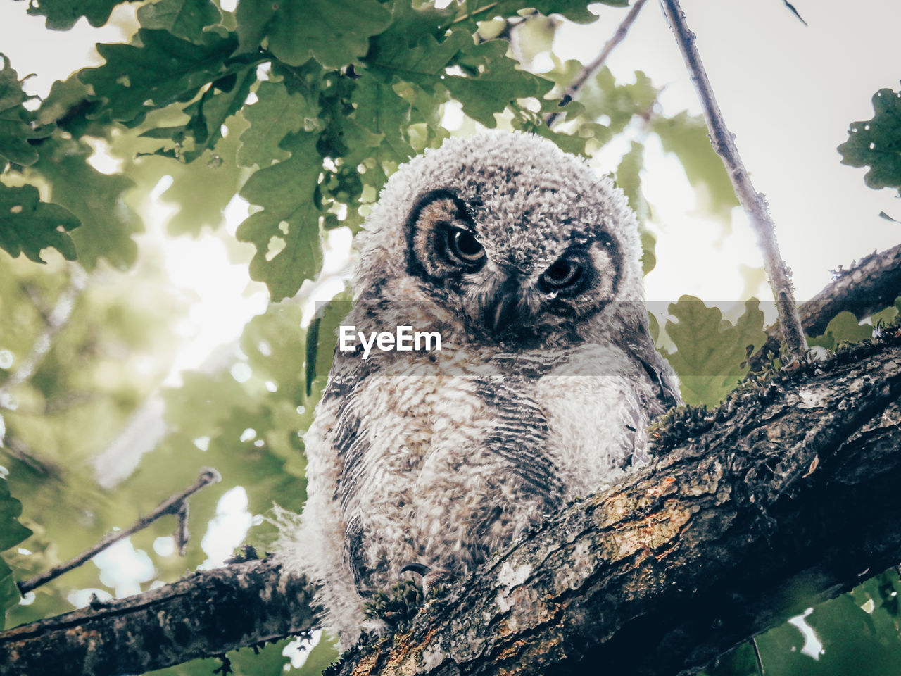 PORTRAIT OF EAGLE PERCHING ON TREE