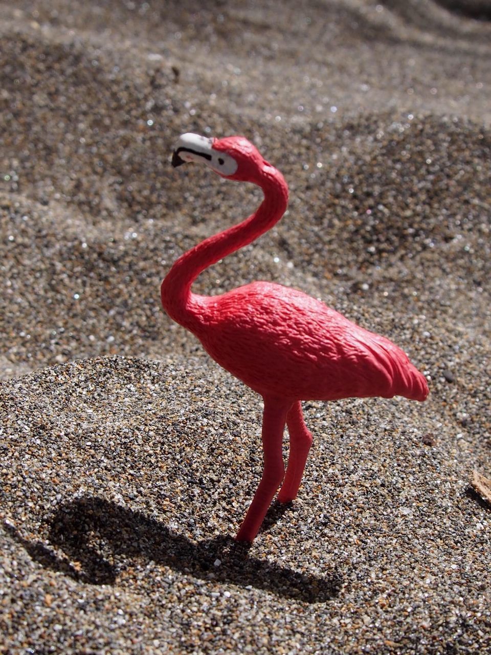 CLOSE-UP OF BIRD ON RAILING