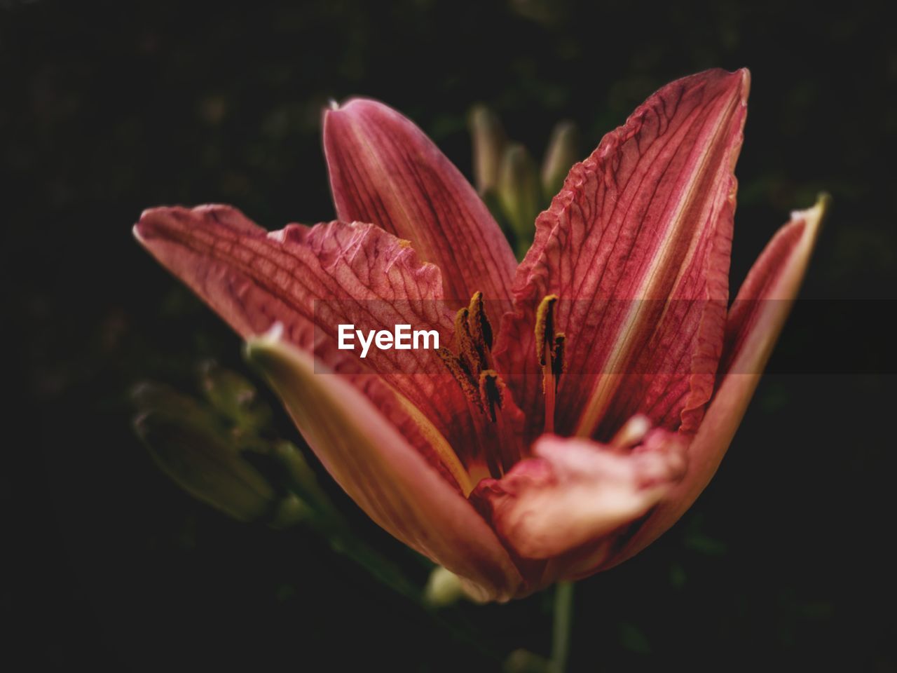 Closeup of lily flower against black background