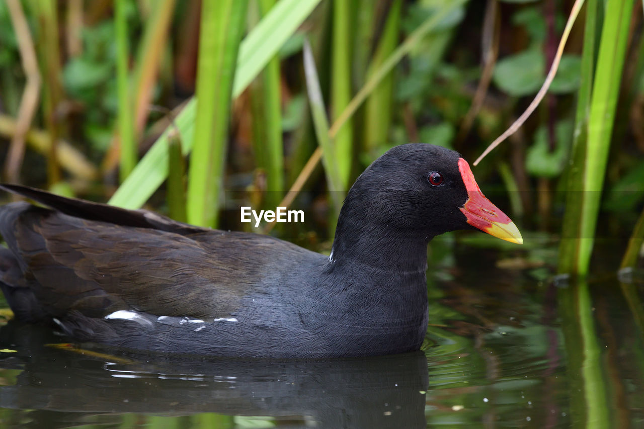 Side view of a common moorhen swimming in the water 