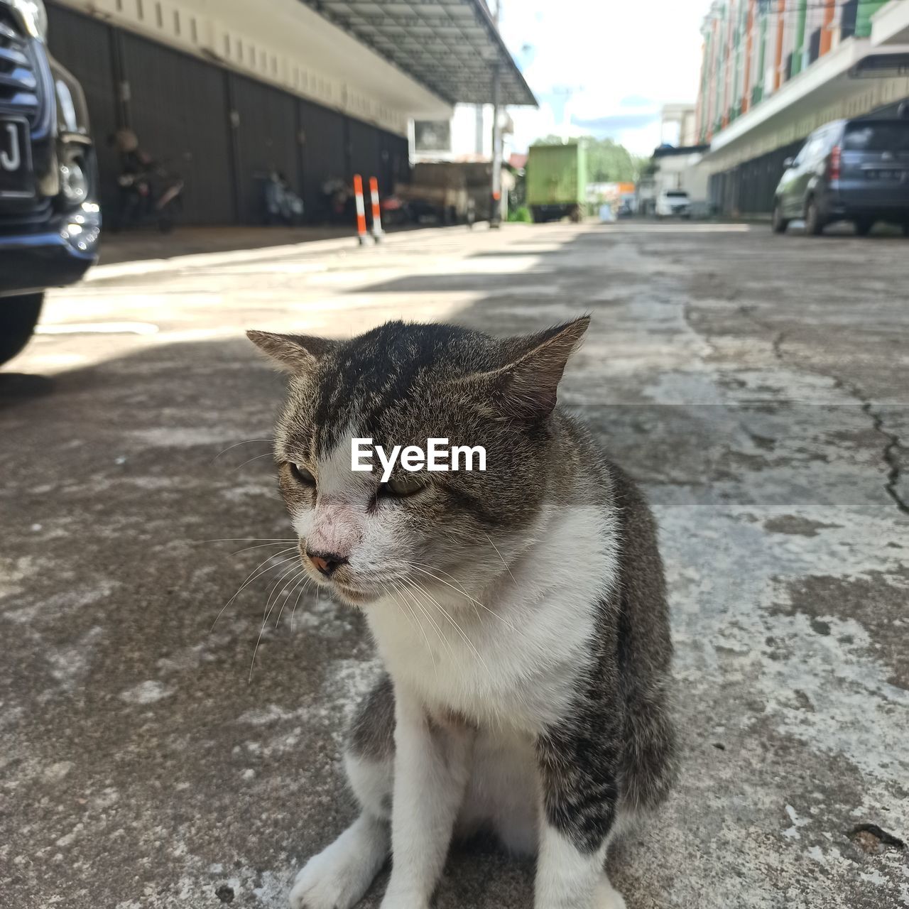 CLOSE-UP OF A CAT LOOKING AWAY ON STREET