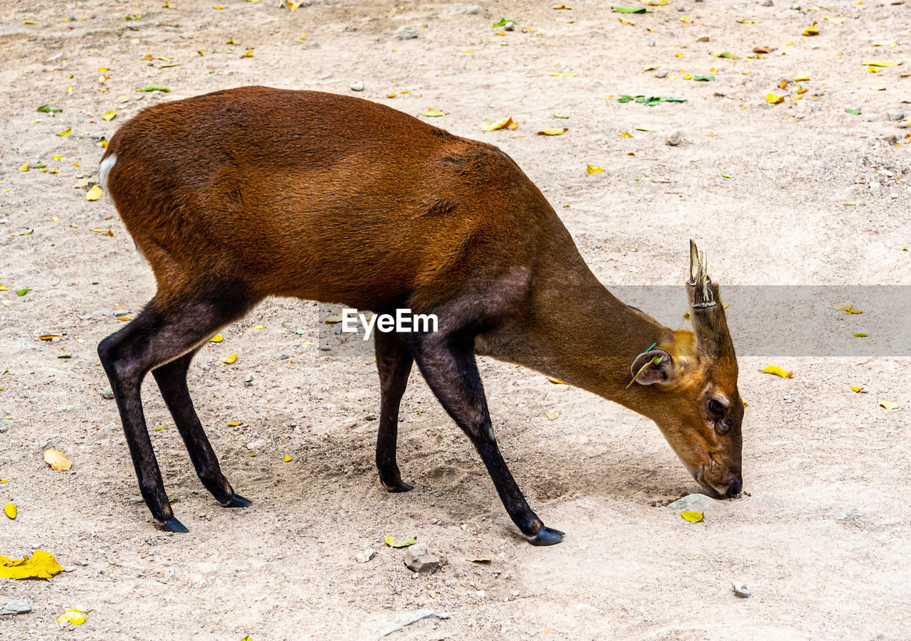 HIGH ANGLE VIEW OF HORSE ON LAND