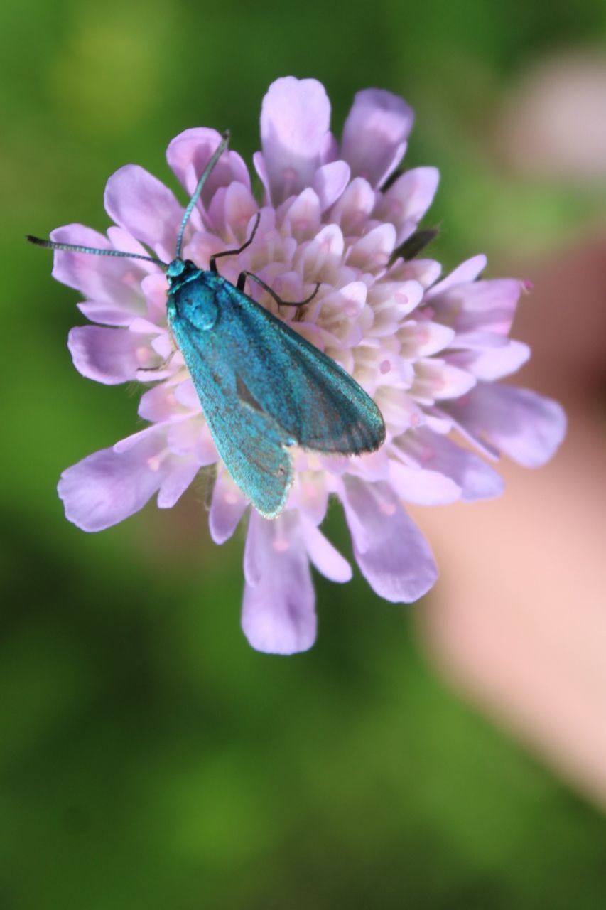 flower, flowering plant, plant, beauty in nature, freshness, animal themes, insect, close-up, fragility, animal, animal wildlife, nature, macro photography, blossom, one animal, animal wing, petal, focus on foreground, purple, flower head, lilac, no people, butterfly, macro, green, wildflower, wildlife, growth, springtime, outdoors, selective focus, summer, defocused, inflorescence, environment, animal body part, moths and butterflies, pink
