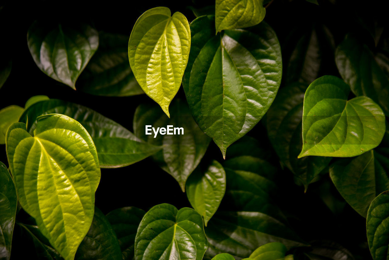 Close-up of leaves