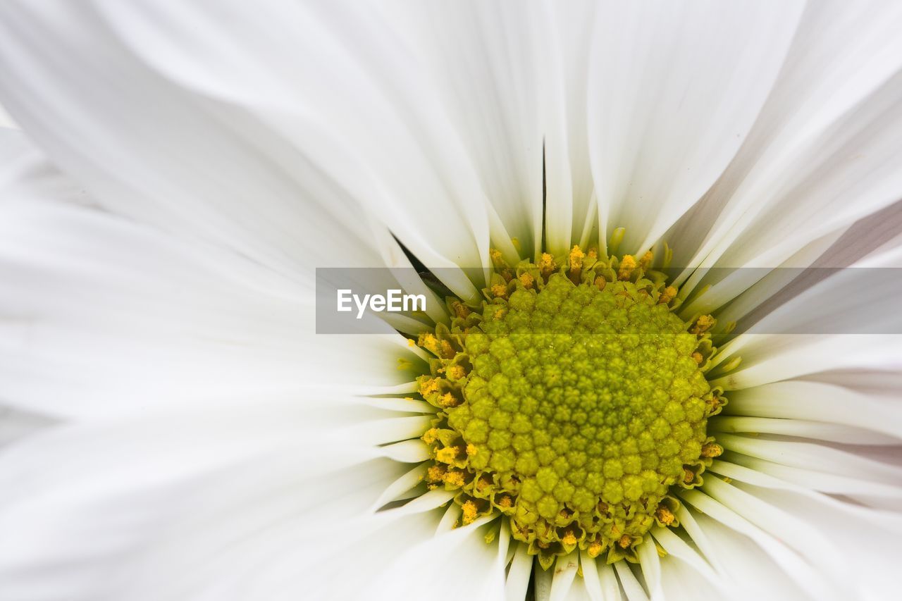 Close-up of fresh white sunflower blooming outdoors