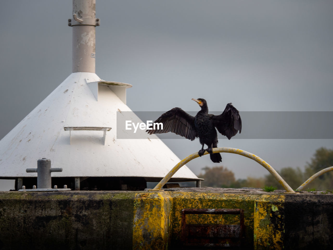 SEAGULL FLYING AGAINST SKY