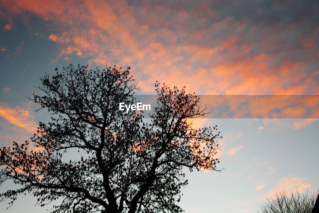 Low angle view of silhouette tree against sky during sunset