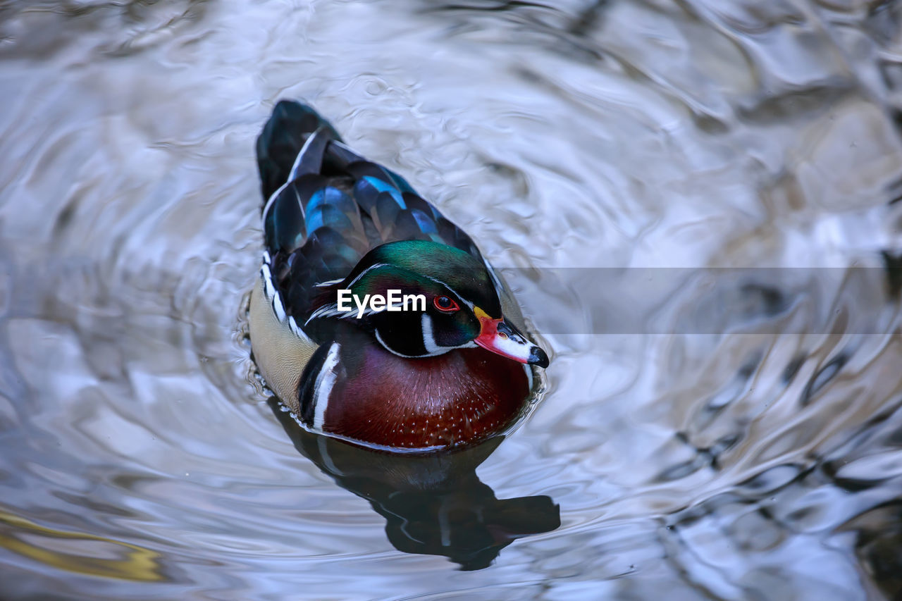 A wood duck in silver water