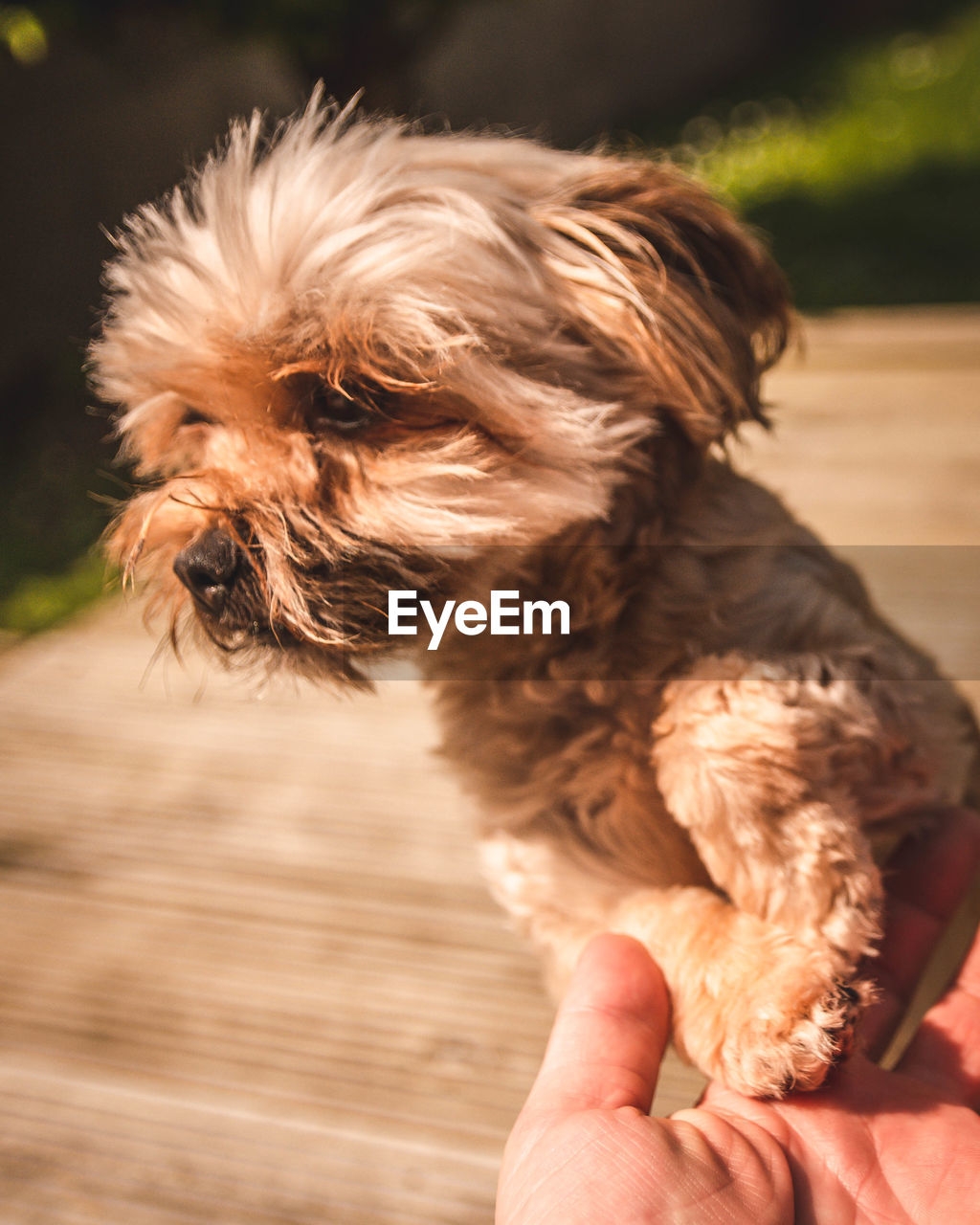 Close-up of hand holding small dog