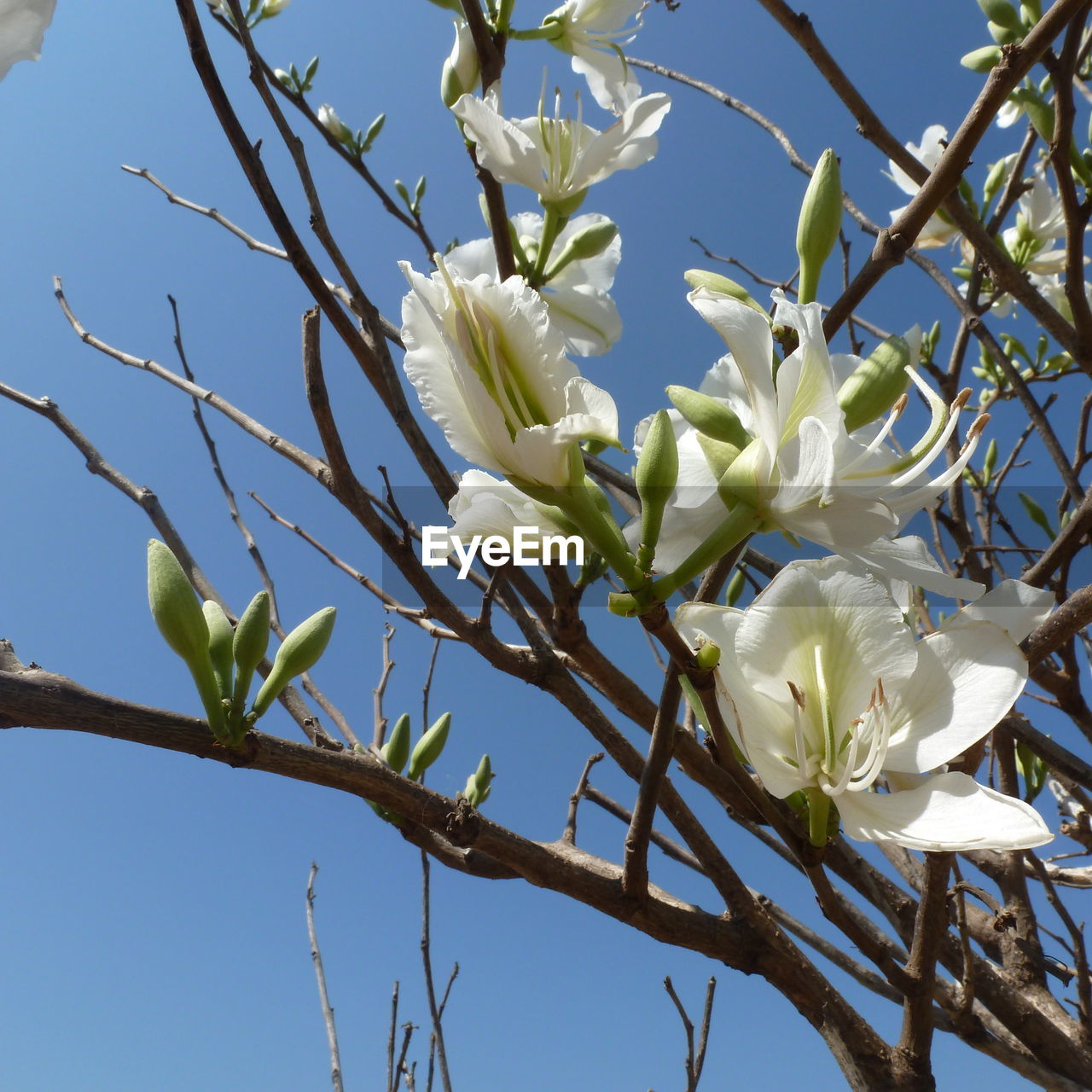 LOW ANGLE VIEW OF WHITE FLOWERS BLOOMING ON TREE