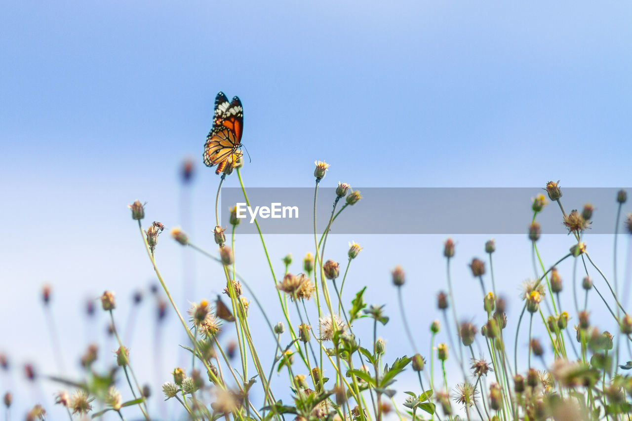 CLOSE-UP OF BUTTERFLY ON PLANT