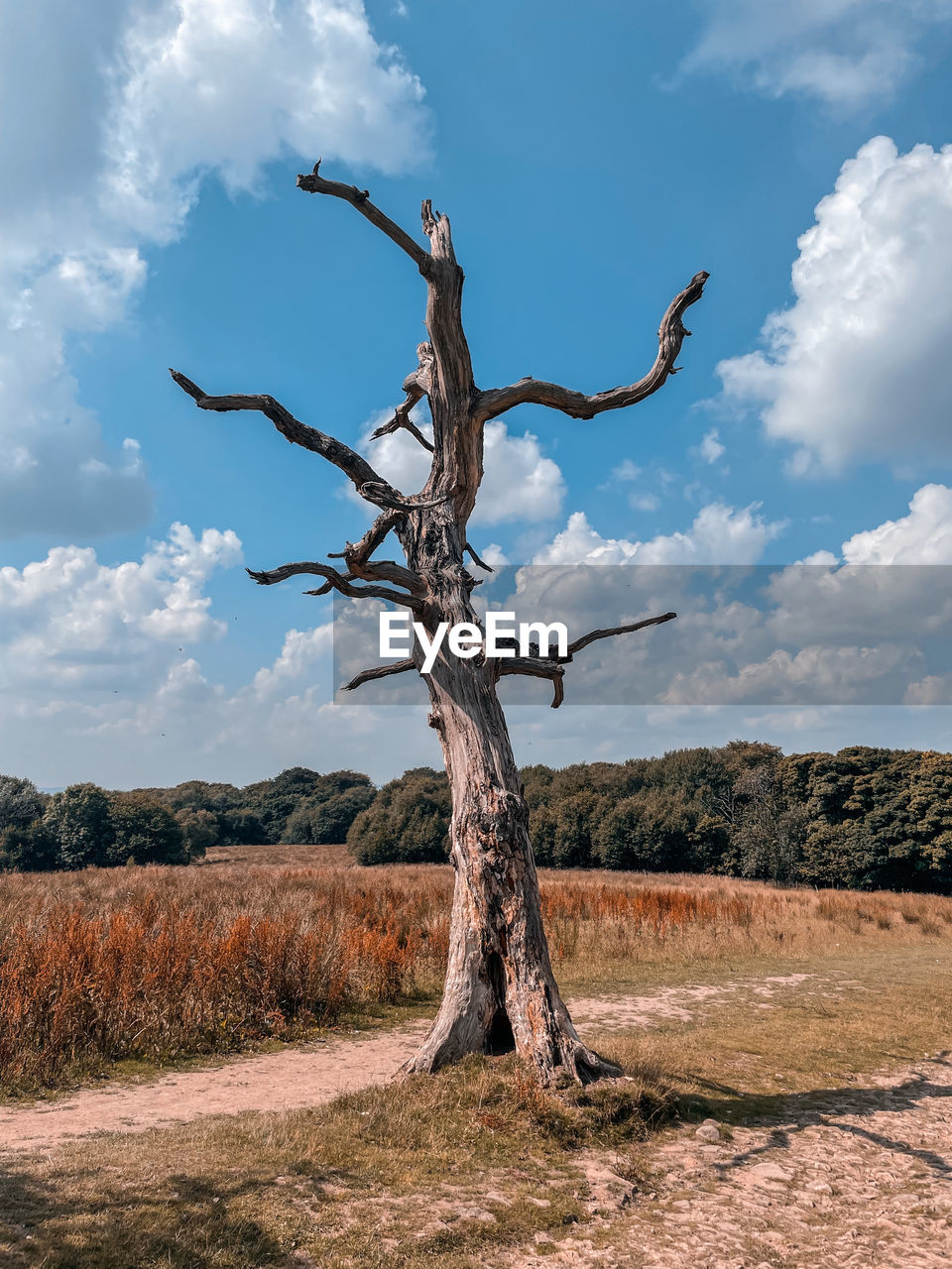 Dead silver tree against a blue sky with arid orange ground