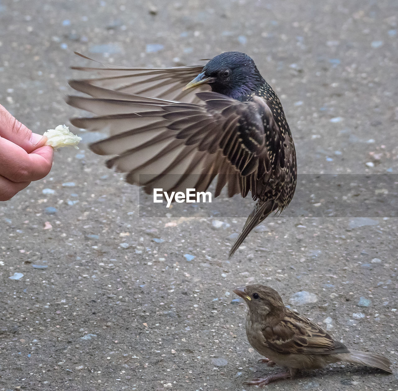 Cropped hand feeding starling on footpath