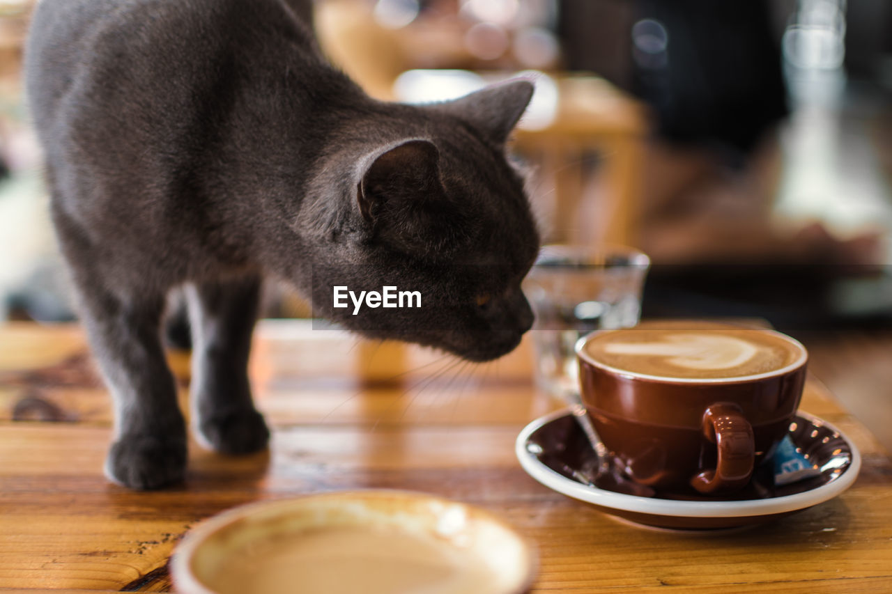  cat in a cat cafe smells coffee cup on table