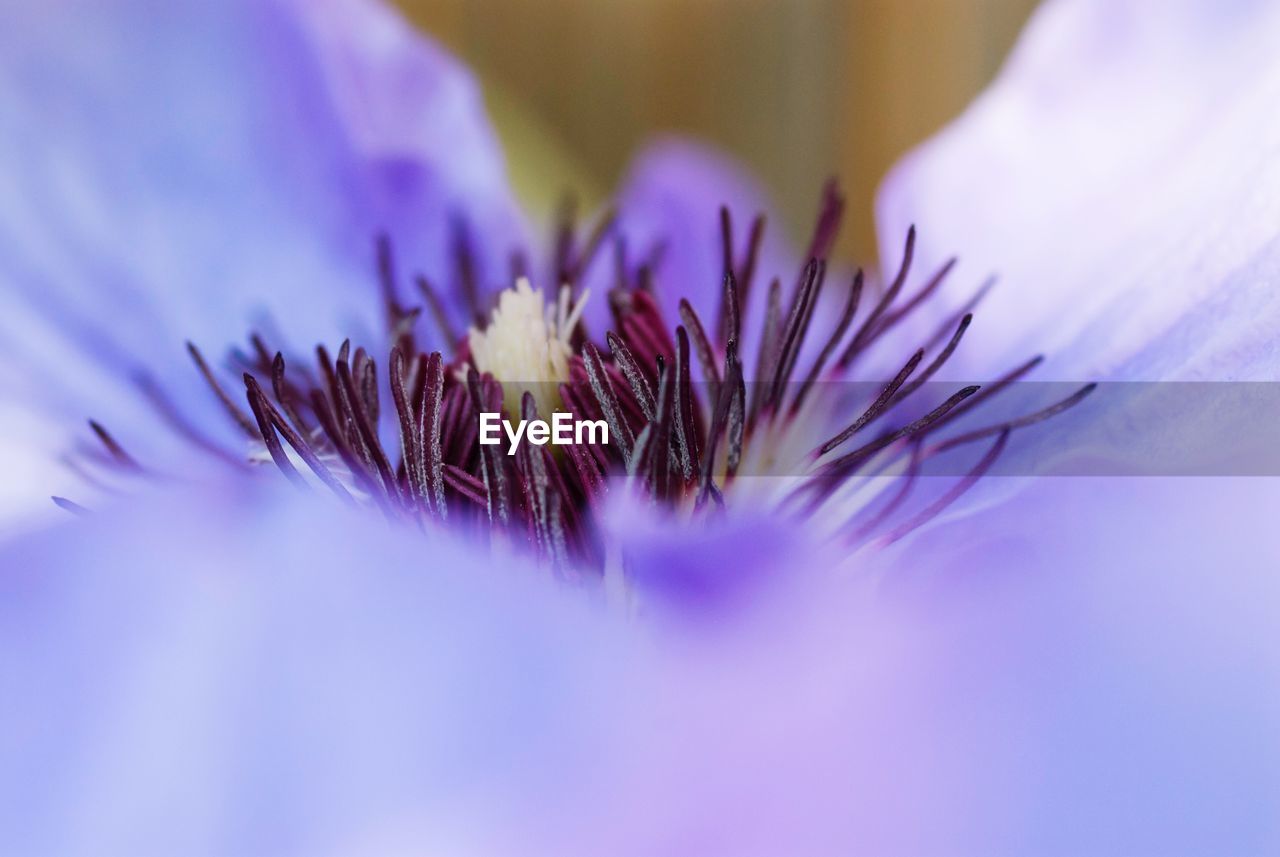 Close-up of purple flowering plant