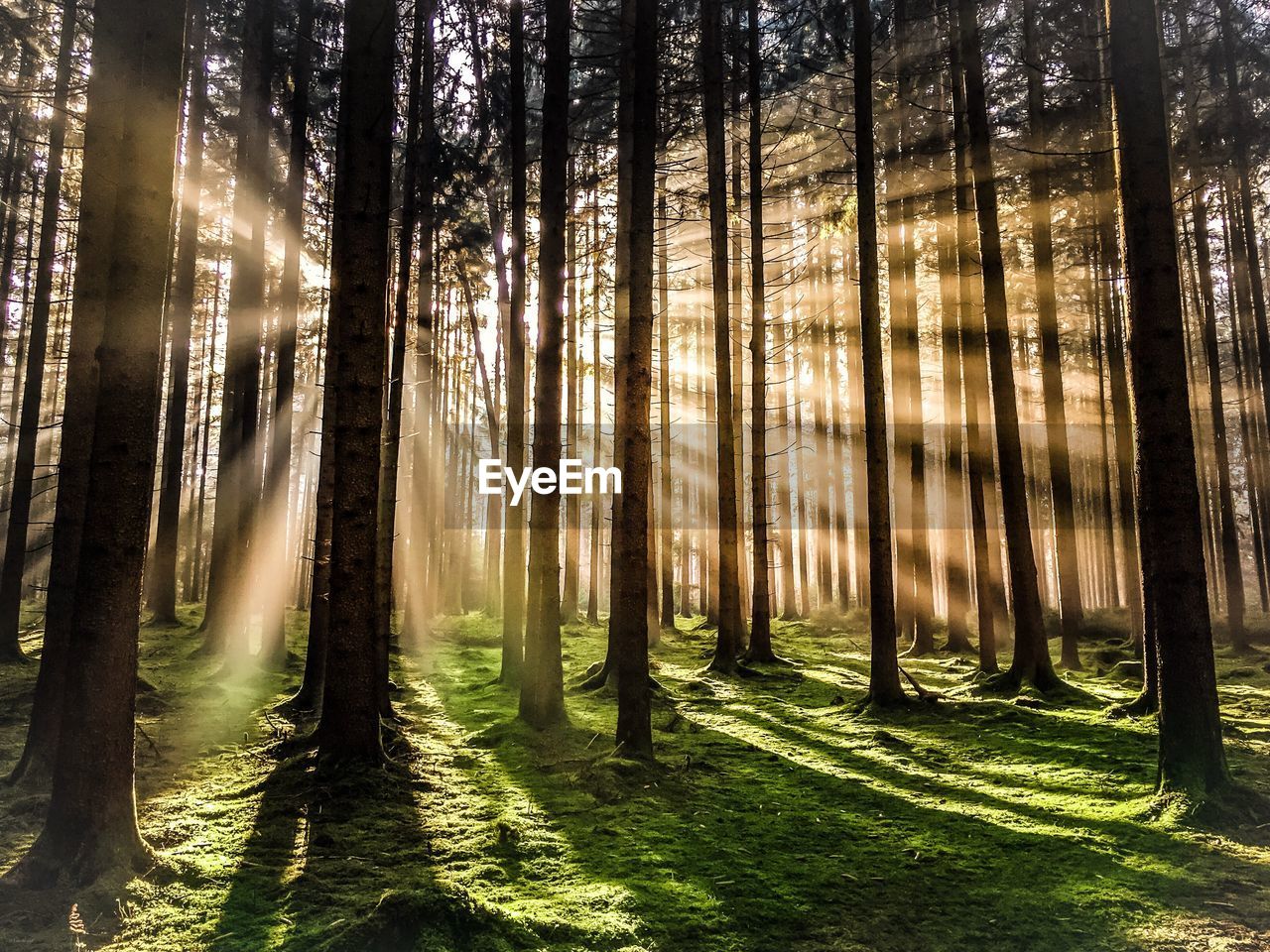 Sunlight streaming through trees in forest