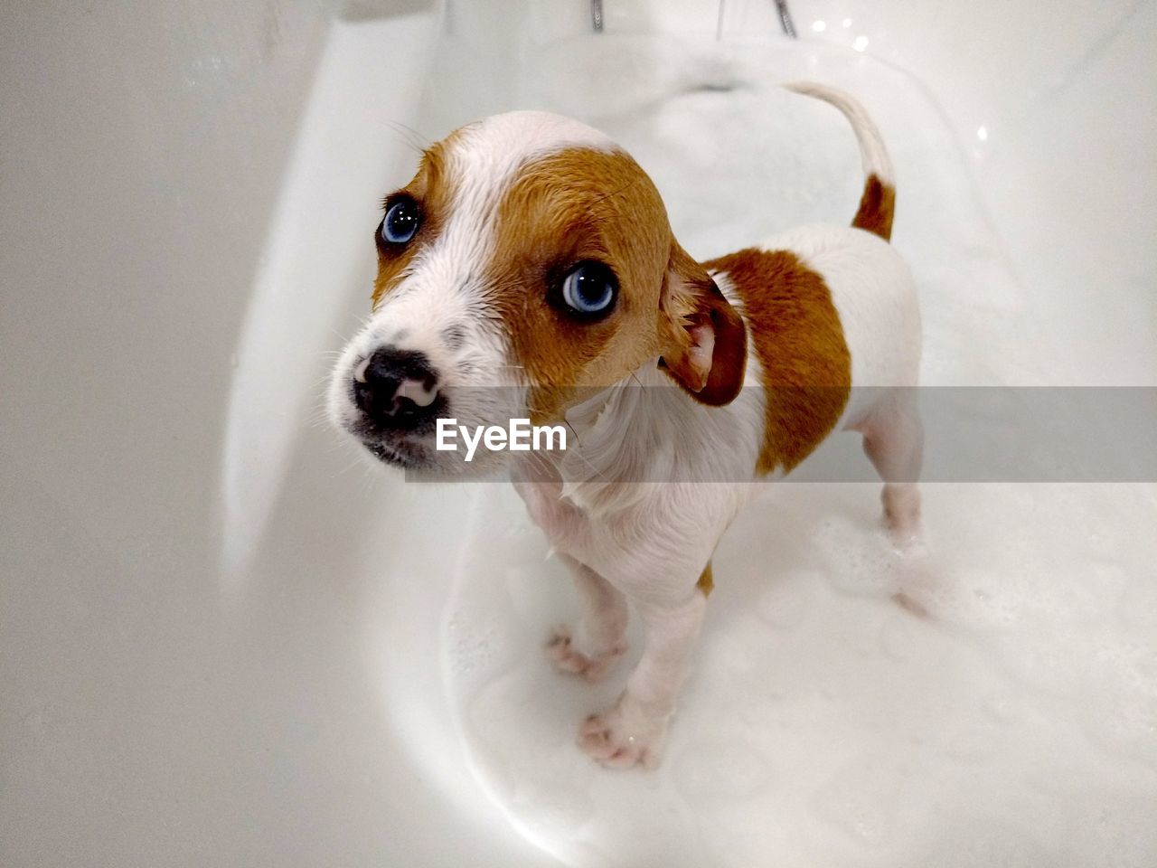 High angle view of dog in bathtub