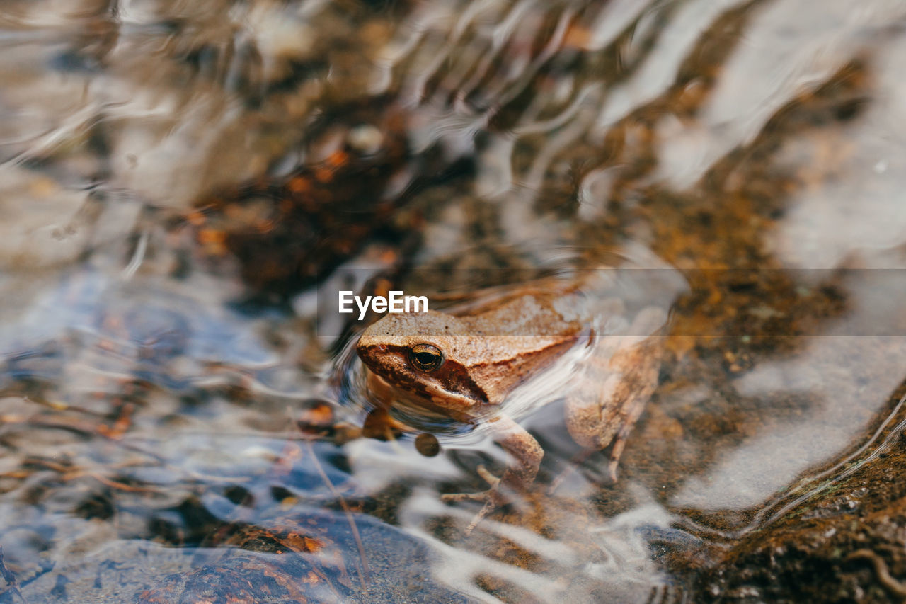 Close-up of frog in water