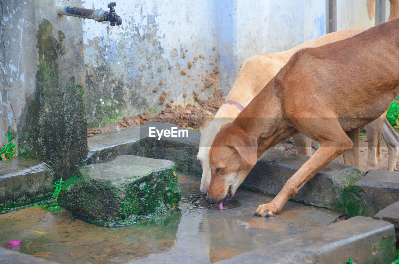 VIEW OF DOG DRINKING WATER FROM PIPE