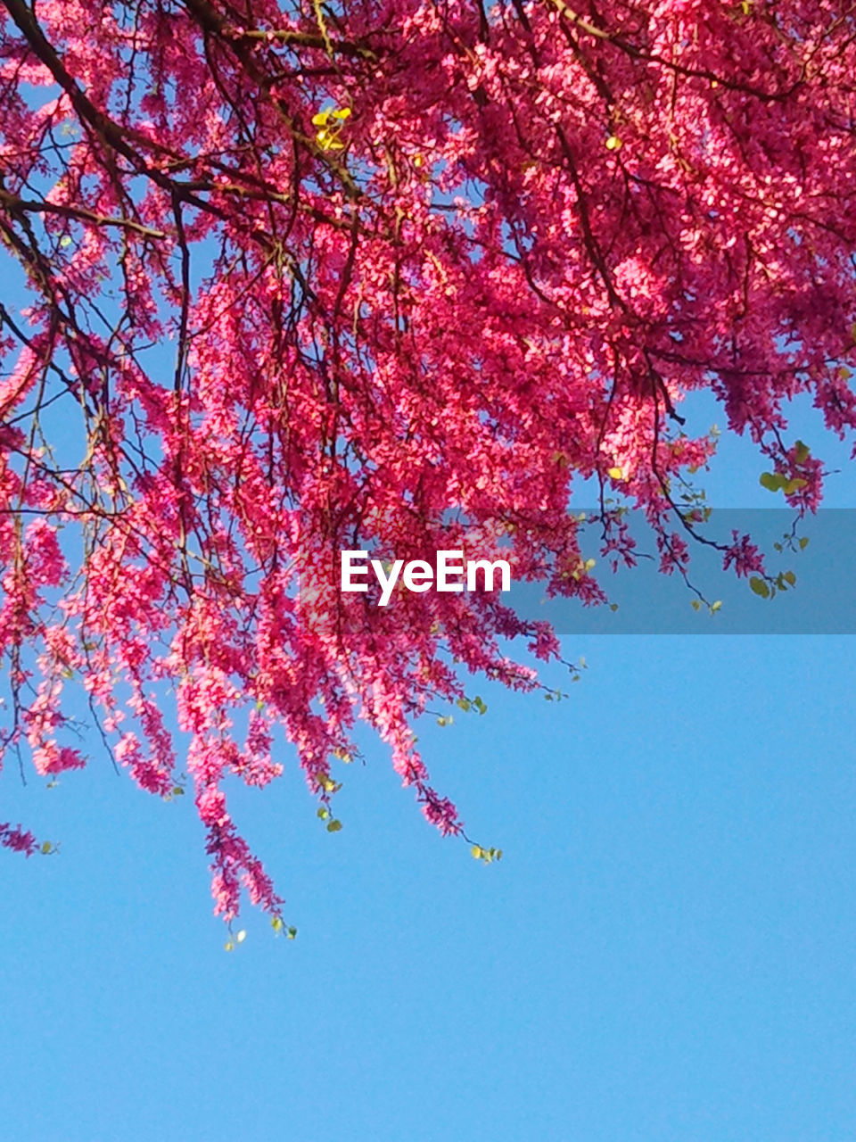 Close-up high section of flower tree against clear sky