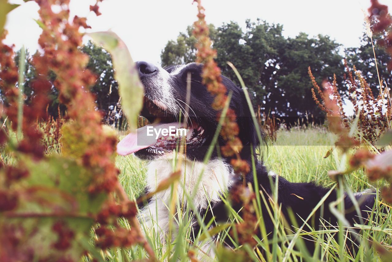Close-up of dog seen through plants