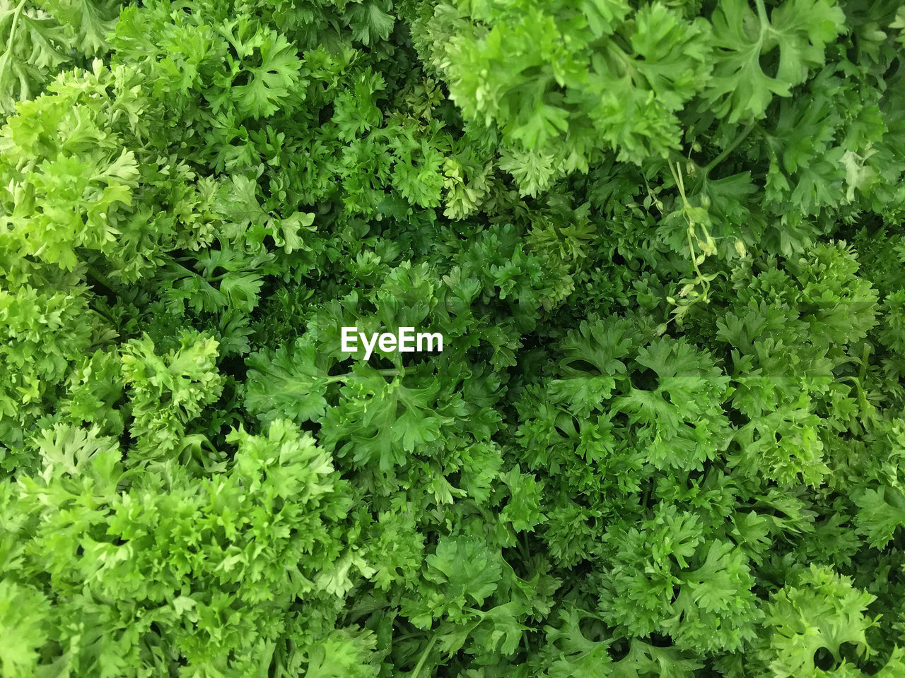 Full frame shot of leaf vegetables 