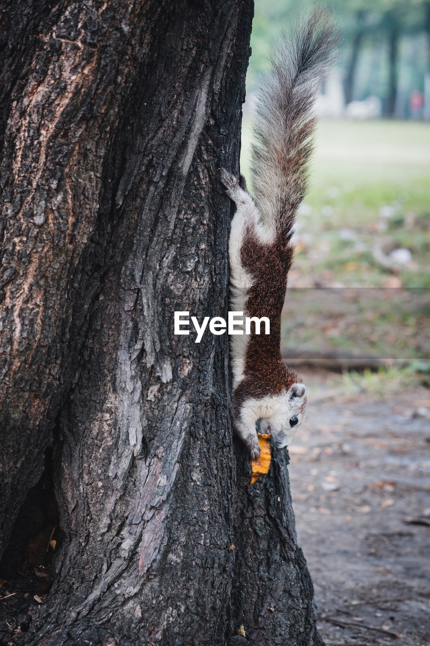 Close-up of squirrel on tree trunk