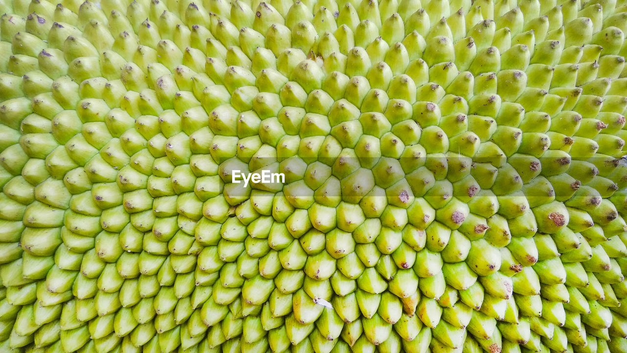 Full frame shot of jackfruit texture