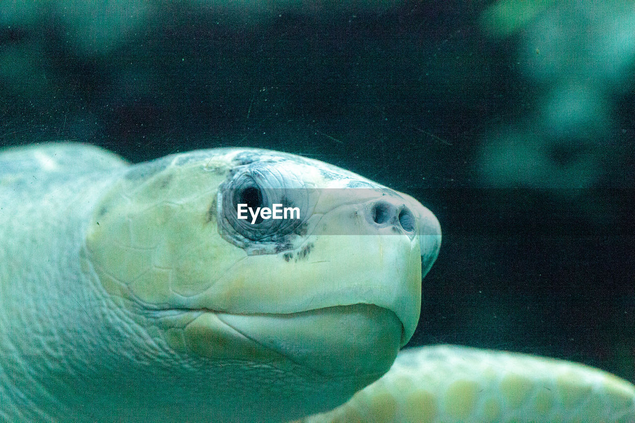 Close-up of turtle swimming in tank at aquarium
