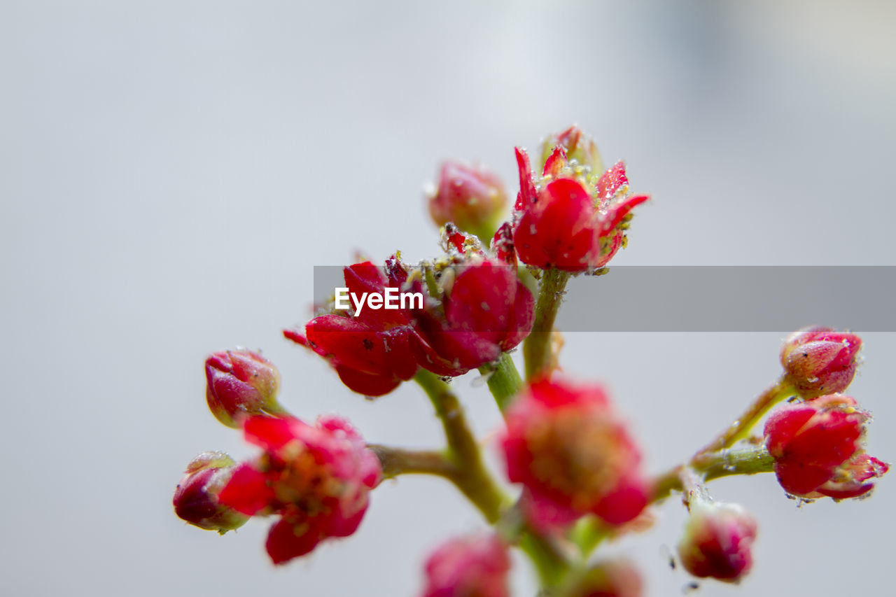 CLOSE-UP OF PINK FLOWERING PLANT OVER WHITE BACKGROUND