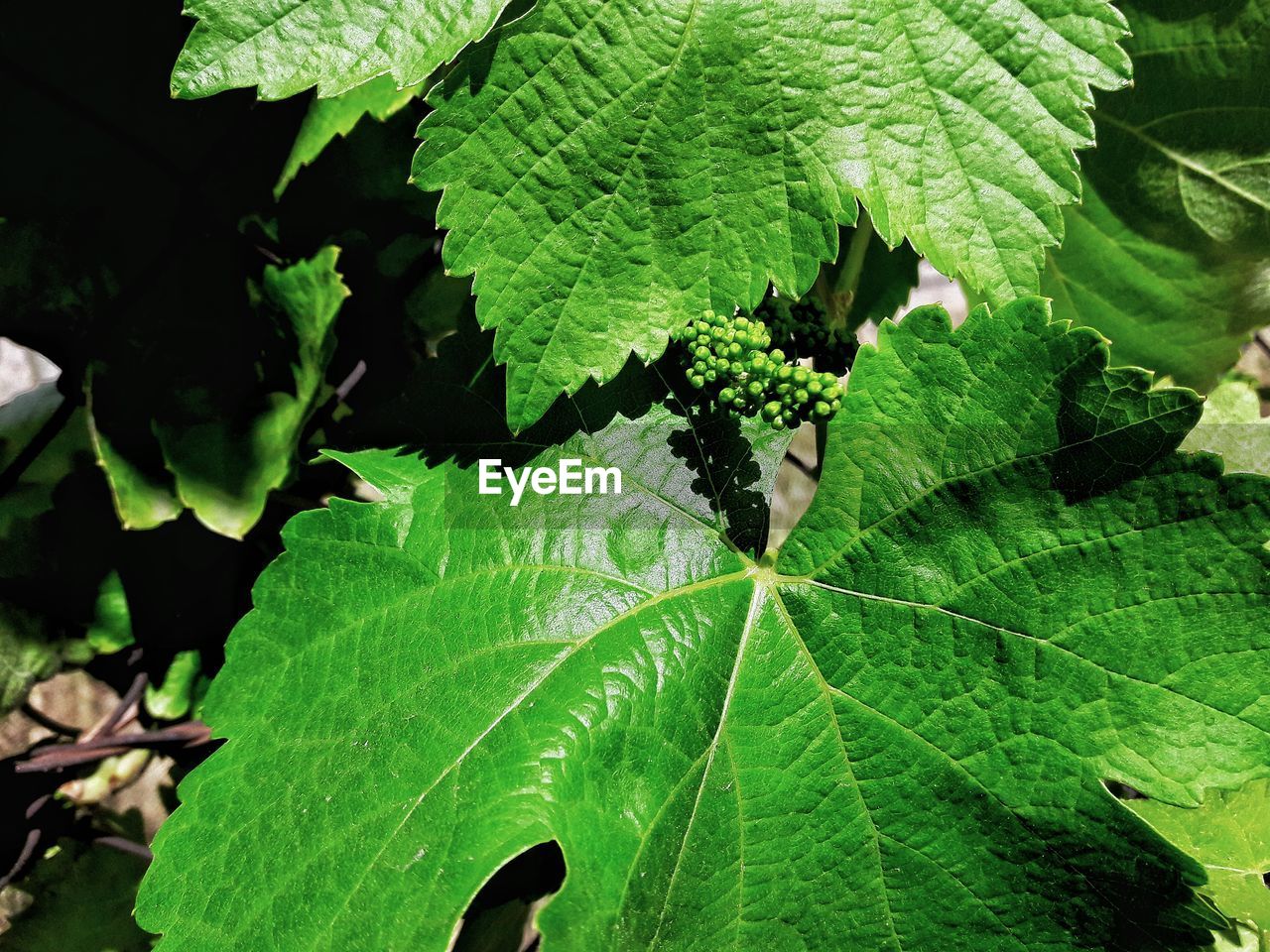 Close-up of fresh green leaves