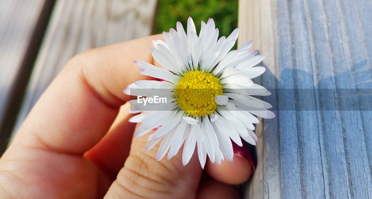 CLOSE-UP OF HUMAN HAND HOLDING FLOWER