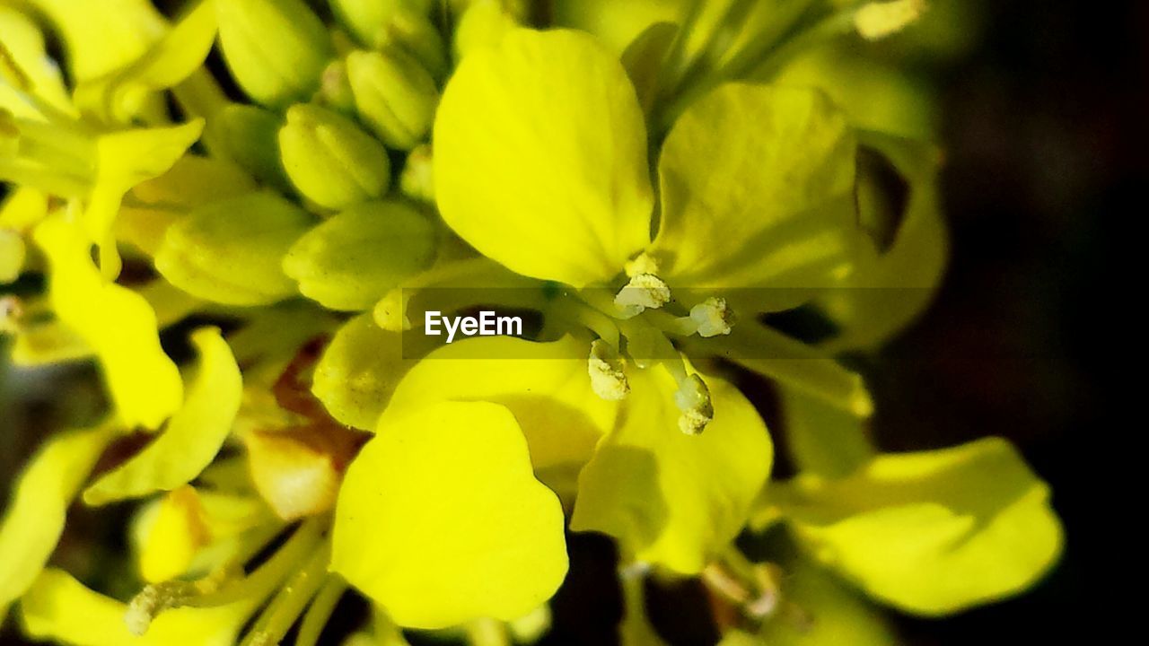Close-up view of yellow flowers