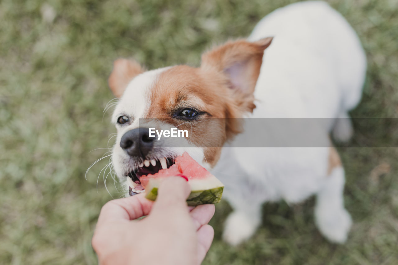 Cropped hand feeding watermelon to dog on ground